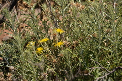 Berkheya carlinopsis