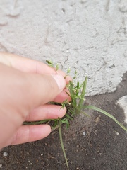 Poa annua