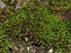 Encalypta streptocarpa