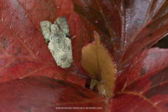 Platyprosopa nigrostrigata