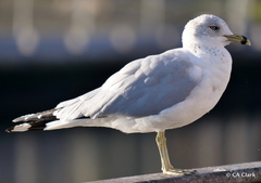 Larus delawarensis
