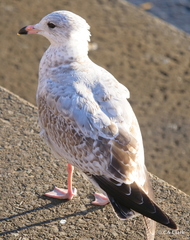 Larus delawarensis