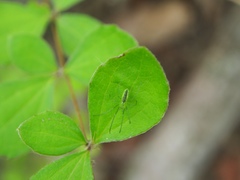 Tetragnatha squamata