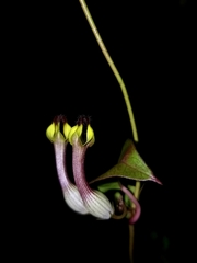 Ceropegia candelabrum