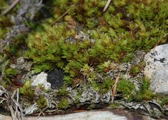 Encalypta streptocarpa