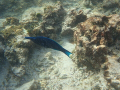 Gomphosus caeruleus