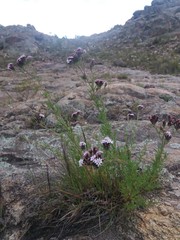 Stevia satureiifolia