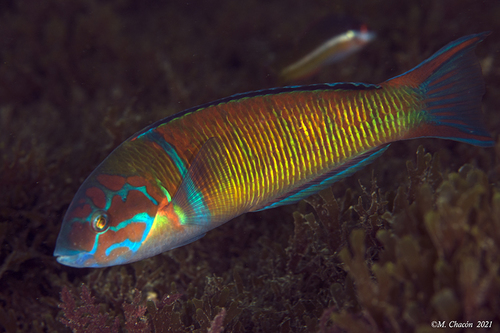 Ornate Wrasse, photo 6 of 10