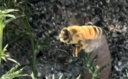 Apis mellifera