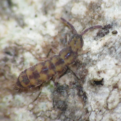 Isotomurus palustris
