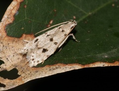 Autosticha calceata