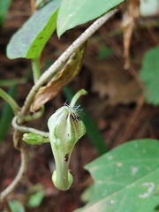 Ceropegia