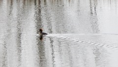 Lophodytes cucullatus