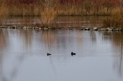 Lophodytes cucullatus