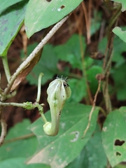 Ceropegia