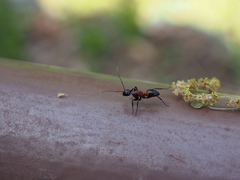 Camponotus obscuripes