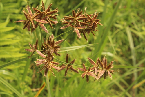 Cyperus nitidus