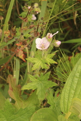 Geranium flanaganii