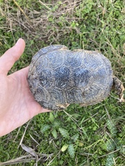 Emys orbicularis hellenica