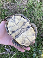 Emys orbicularis hellenica