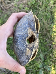 Emys orbicularis hellenica