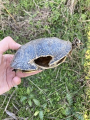 Emys orbicularis hellenica