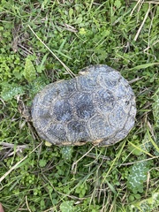 Emys orbicularis hellenica