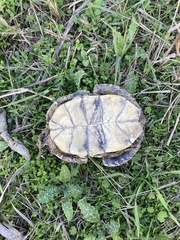 Emys orbicularis hellenica