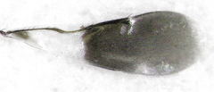 Cheiloneurus flaccus