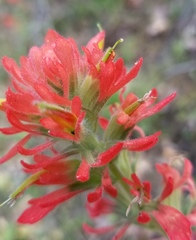 Castilleja foliolosa