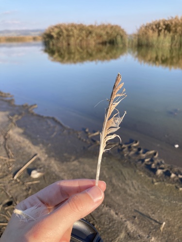 Plume de Sarcelle d'été