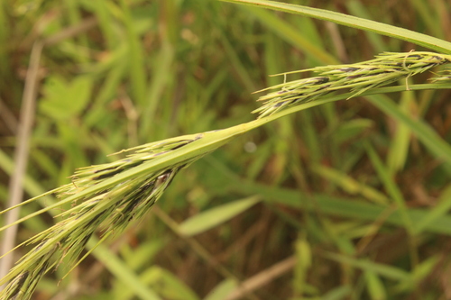 Scleria melanomphala, 2021-11-21