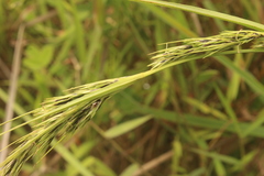 Scleria melanomphala