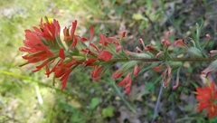 Castilleja foliolosa