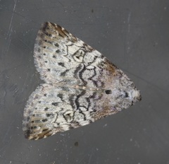 Bryophilina mollicula
