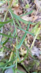 Castilleja foliolosa