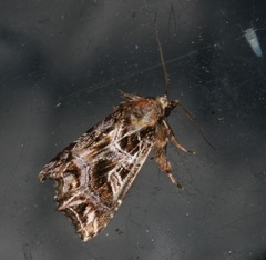 Callopistria exotica