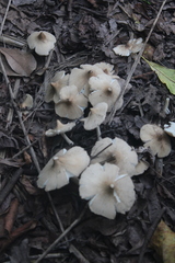 Termitomyces clypeatus