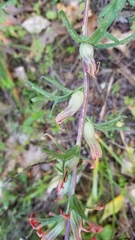 Castilleja foliolosa