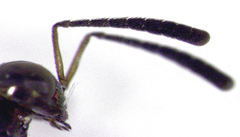 Cheiloneurus flaccus