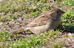 Passer domesticus
