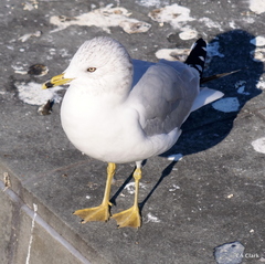 Larus delawarensis