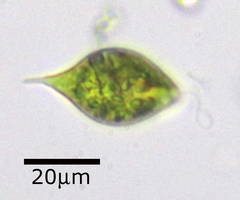 Lepocinclis caudata