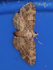 Pseudocollix hyperythra