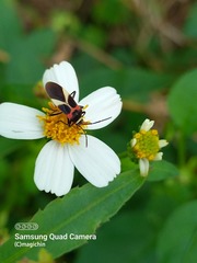 Craspeduchus variegatus