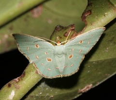 Comostola meritaria
