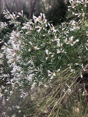 Baccharis angustifolia