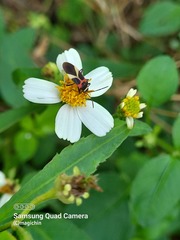 Craspeduchus variegatus