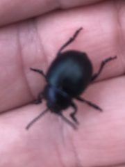 Timarcha goettingensis