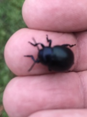 Timarcha goettingensis